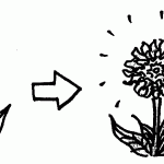 bloom