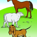 animals