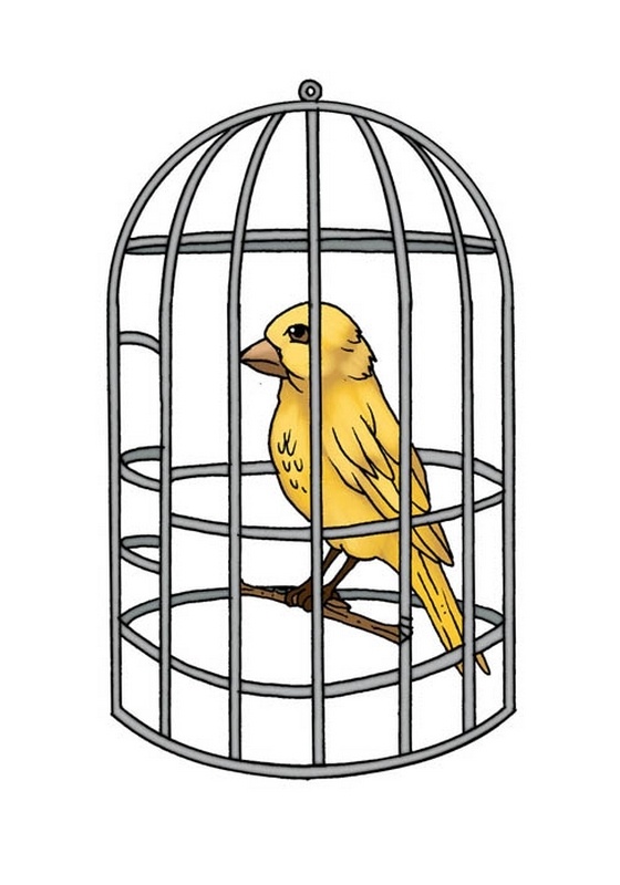 canary