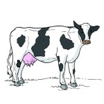 İngilizce Çiftlik Hayvanları (Farm Animals)