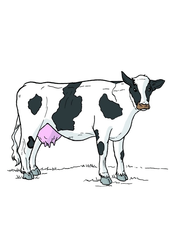 cow